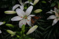 Photo: Sim22, 몬트리얼 식물원 나비 축제에서