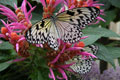 Photo: Sim22, 몬트리얼 식물원 나비 축제에서 (나비 종류: Idea leucone, Southeast Asia 10-12  cm)