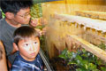 Photo: Sim22, location - Toronto Zoo, Ontario  (August 19, 2004)